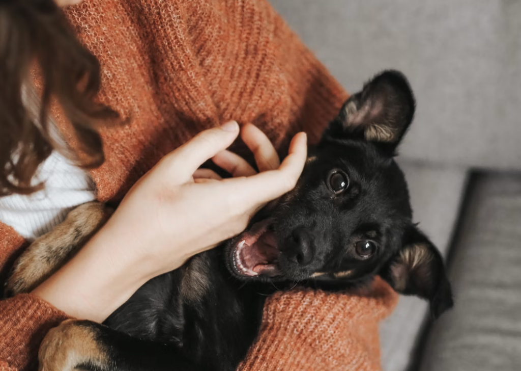 animal-assisted