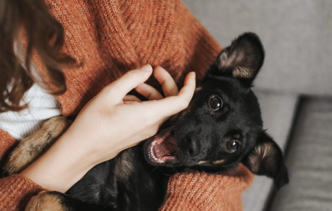 animal-assisted