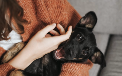 Animal-Assisted Therapy Creates Safety Through Presence, Not Words