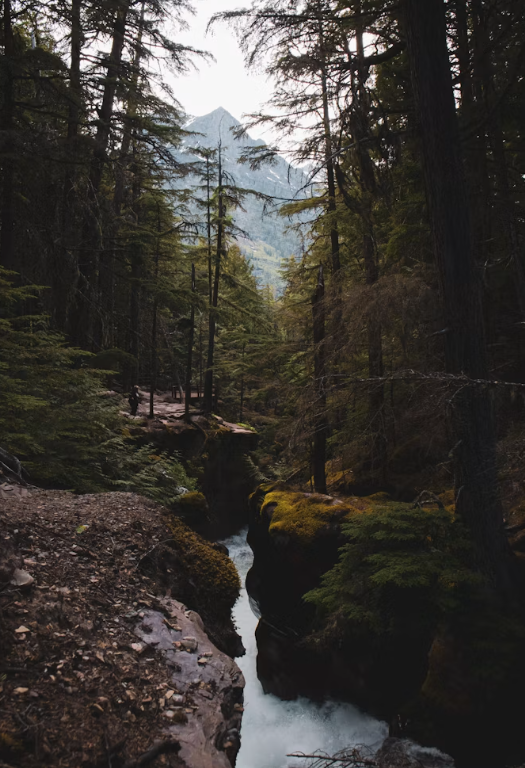 wilderness